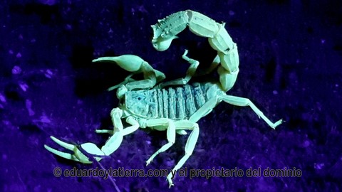 Escorpion amarillo, buthus occitanus